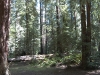 18-redwood_trees_1